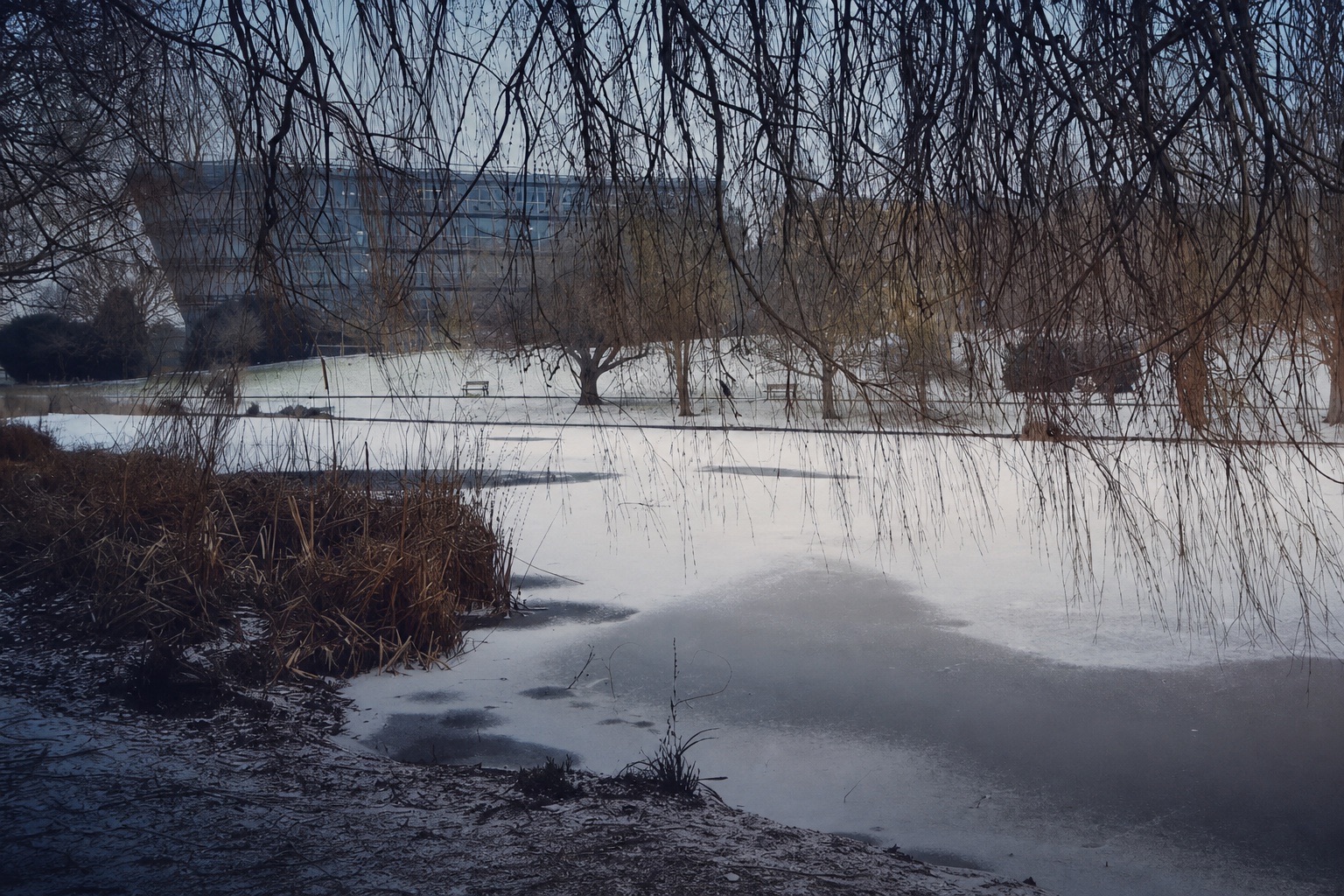 Snow-covered lake on the University of Surrey campus, photographed by Patrice Rusconi